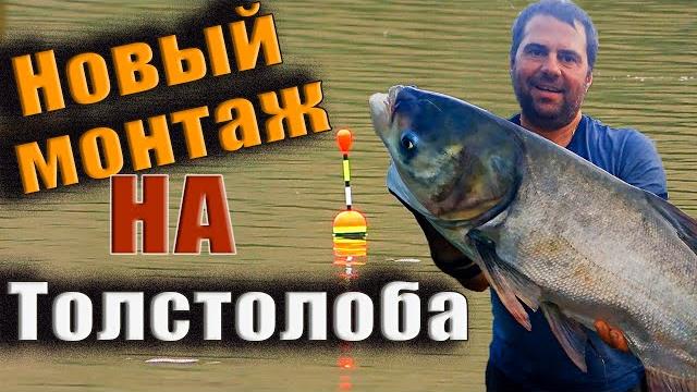 Секреты монтажа на ТОЛСТОЛОБА. Вываживание крупной рыбы ловля трофея на аматорскую снасть. Секреты монтажа на ТОЛСТОЛОБА. Вываживание крупной рыбы ловля трофея на аматорскую снасть.