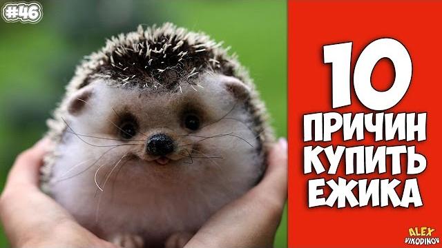 10 причин завести Ёжика - Интересные факты! 10 причин завести Ёжика - Интересные факты!