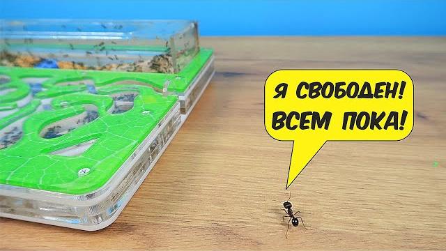 Куда пойдет Муравей если сбежит из формикария? Куда пойдет Муравей если сбежит из формикария?