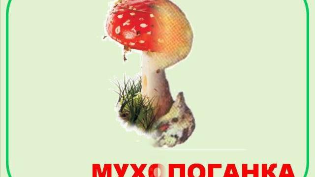 Ядовитые грибы Ядовитые грибы
