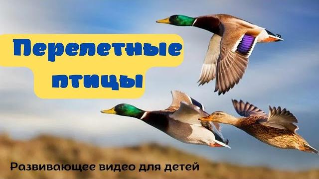 ПЕРЕЛЕТНЫЕ ПТИЦЫ. Детям про птиц. Учим птиц для детей. Какие перелётные птицы прилетают весной? ПЕРЕЛЕТНЫЕ ПТИЦЫ. Детям про птиц. Учим птиц для детей. Какие перелётные птицы прилетают весной?