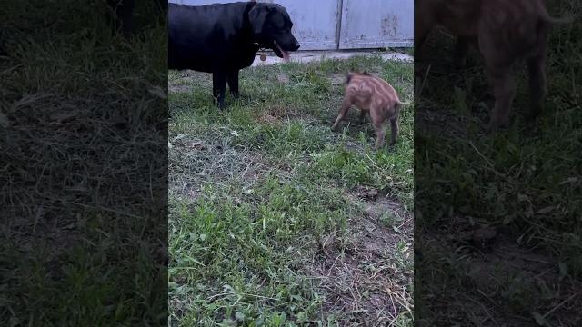 Кабан роет носом как трактор #животные #лесной #кабан #animals #hunting #automobile #юмор #зоопарк Кабан роет носом как трактор #животные #лесной #кабан #animals #hunting #automobile #юмор #зоопарк