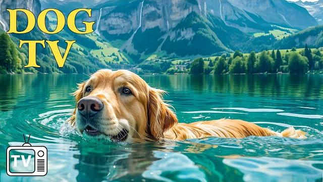 DOG TV: Глубоко расслабляющее видео для снятия стресса у собак - Успокаивающие музыкальные видео ... DOG TV: Глубоко расслабляющее видео для снятия стресса у собак - Успокаивающие музыкальные видео ...