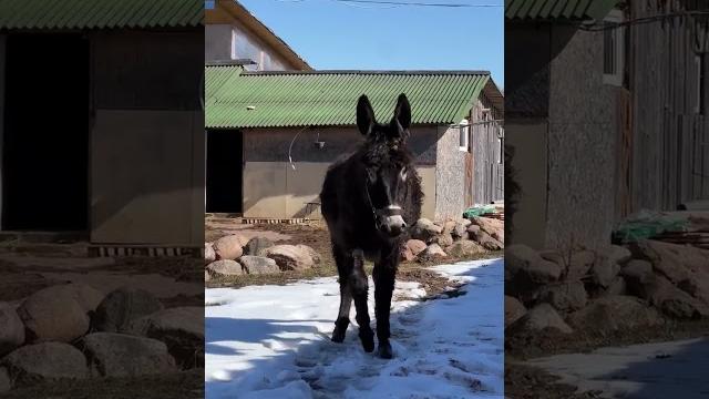 ЧТО СТАЛО С ДОМАШНЕЙ ОСЛИЦЕЙ | Смешные животные ЧТО СТАЛО С ДОМАШНЕЙ ОСЛИЦЕЙ | Смешные животные