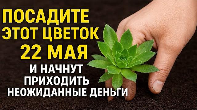 Посадите этот цветок 22 мая в день Николая Чудотворца и начнут приходить неожиданные деньги Посадите этот цветок 22 мая в день Николая Чудотворца и начнут приходить неожиданные деньги