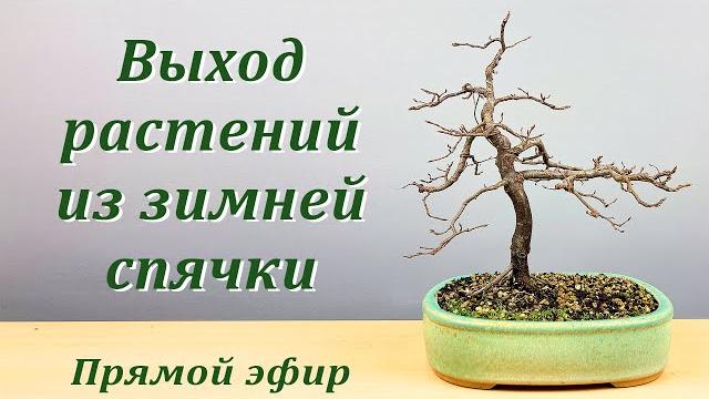 Выход растений из зимней спячки. Выход растений из зимней спячки.