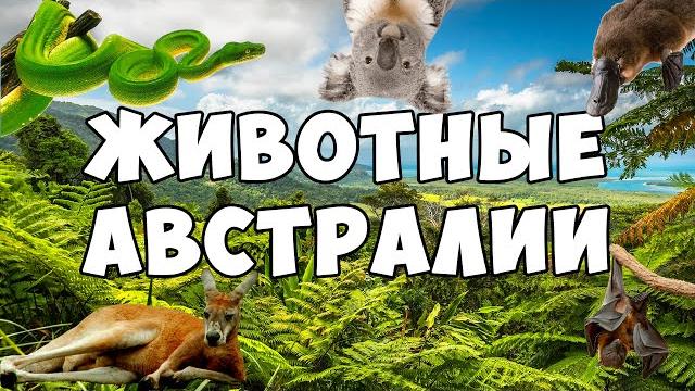 Животные Австралии для детей | Развивающие мультики для малышей - животный мир Австралии Животные Австралии для детей | Развивающие мультики для малышей - животный мир Австралии