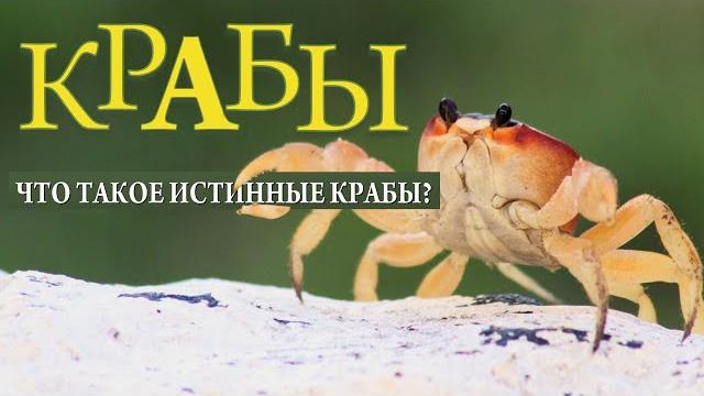 Crabs | What Is a Crab? | Different Types of Crabs | The Wonderful World of Invertebrates Crabs | What Is a Crab? | Different Types of Crabs | The Wonderful World of Invertebrates