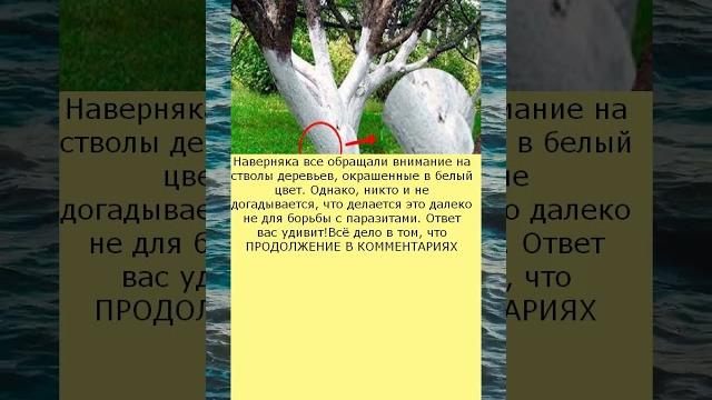 Зачем красят деревья на самом деле Зачем красят деревья на самом деле