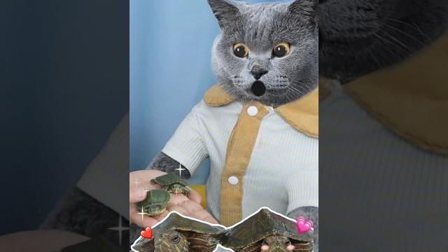 So Cruel! Say No To Turtle Painting #catvideos #catmemes #trending So Cruel! Say No To Turtle Painting #catvideos #catmemes #trending