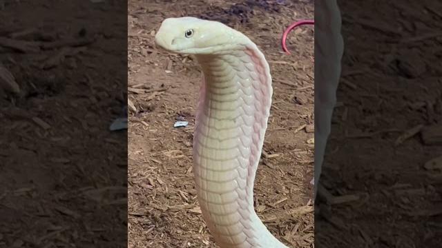 Lilith the White King Cobra looking FIERCE! Lilith the White King Cobra looking FIERCE!