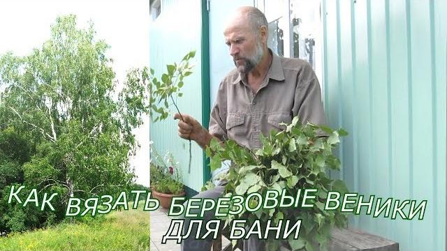 Заготовка березовых веников для бани.Как вязать березовые веники.Сроки заготовки веников из берез Заготовка березовых веников для бани.Как вязать березовые веники.Сроки заготовки веников из берез
