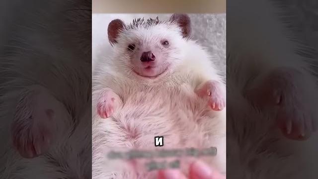 Ежик, с...ка, Колючий. Ежик, с...ка, Колючий.