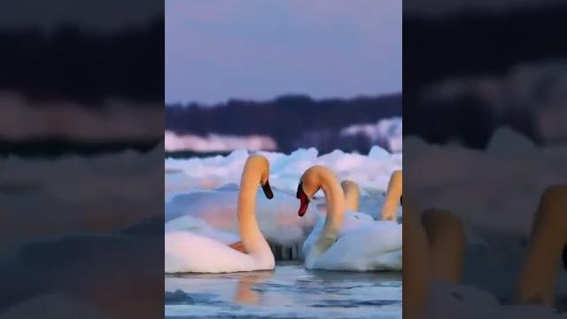ДОБРОЕ УТРО, МИР ️#shorts #share #beautiful #nature #природа #красота #лебеди #swan #winter ДОБРОЕ УТРО, МИР ️#shorts #share #beautiful #nature #природа #красота #лебеди #swan #winter