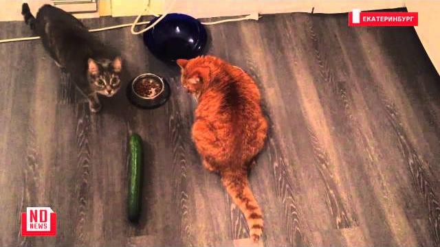 Коты и огурцы. Уральский вариант Коты и огурцы. Уральский вариант