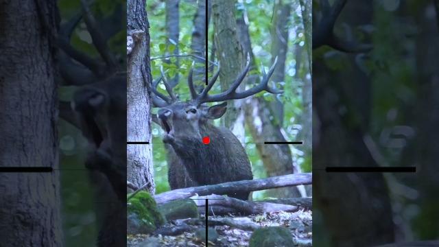 Gazelle | Deer | Gazella | ظبي Gazelle | Deer | Gazella | ظبي