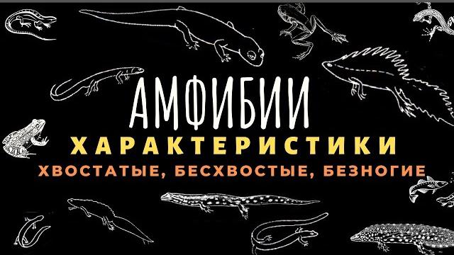 Класс земноводные или амфибии. Биология 7 класс. Земноводные животные. Строение, отличия. ЕГЭ Класс земноводные или амфибии. Биология 7 класс. Земноводные животные. Строение, отличия. ЕГЭ