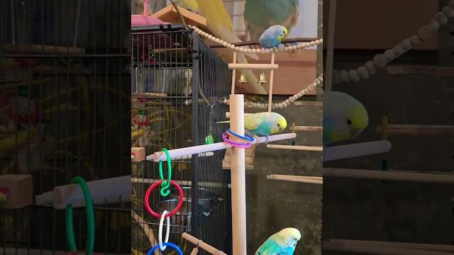 #birds #video #vlog #budgies #цитаты #цитата #жизнь #pets #попугай #like #subscribe #funny #cute #birds #video #vlog #budgies #цитаты #цитата #жизнь #pets #попугай #like #subscribe #funny #cute