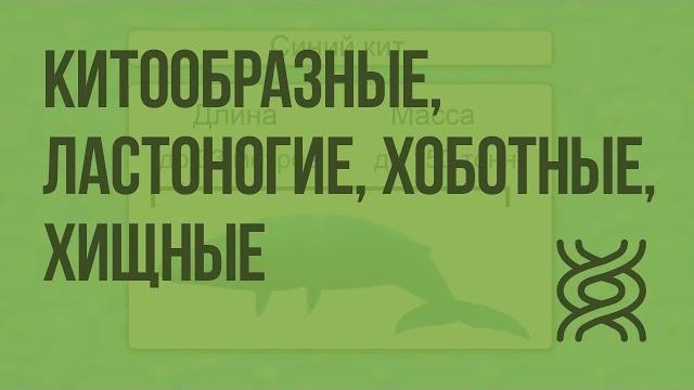 Класс Млекопитающие.Китообразные, Ластоногие, Хоботные, Хищные. Видеоурок по биологии 7 класс Класс Млекопитающие.Китообразные, Ластоногие, Хоботные, Хищные. Видеоурок по биологии 7 класс