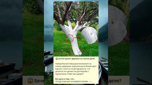 Зачем красят деревья на самом деле?#shorts Зачем красят деревья на самом деле?#shorts