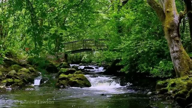 Relaxing Nature Sounds for Sleeping - Natural Calm Forest Waterfall Music Meditation Sound for Study Relaxing Nature Sounds for Sleeping - Natural Calm Forest Waterfall Music Meditation Sound for Study