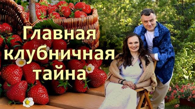 5 простых советов для урожая клубники 5 простых советов для урожая клубники