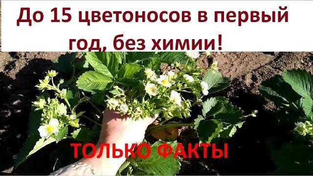 Выращивание клубники. Хороший урожай клубники в первый год плодоношения. Уход за клубникой в Сибири. Выращивание клубники. Хороший урожай клубники в первый год плодоношения. Уход за клубникой в Сибири.
