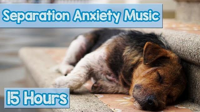 15 HOURS of Deep Separation Anxiety Music for Dog Relaxation! Helped 4 Million Dogs Worldwide! NEW! 15 HOURS of Deep Separation Anxiety Music for Dog Relaxation! Helped 4 Million Dogs Worldwide! NEW!