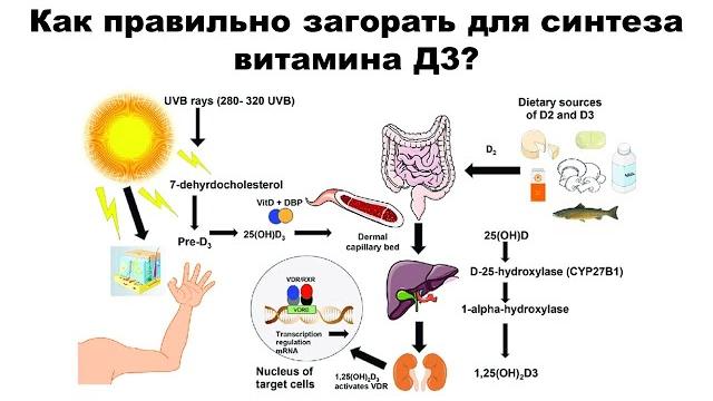Как правильно загорать для синтеза витамина Д3? Как правильно загорать для синтеза витамина Д3?