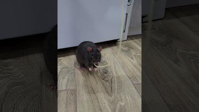 Ручная крыса Корвин украла спагетти #shorts #animals Ручная крыса Корвин украла спагетти #shorts #animals