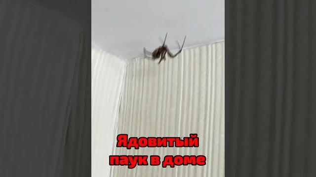 Ядовитый паук в доме Ядовитый паук в доме
