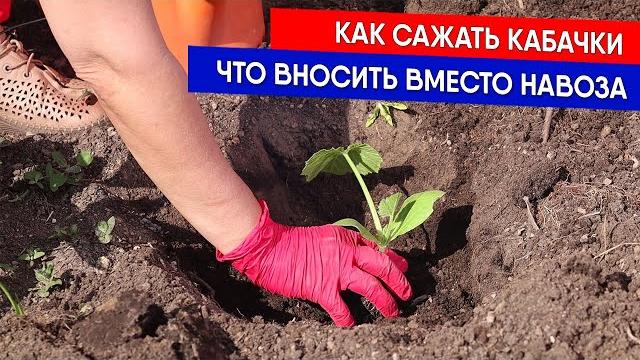 Как сажать кабачки - что вносить вместо навоза Как сажать кабачки - что вносить вместо навоза
