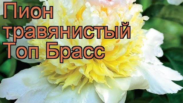 Пион травянистый Топ Брасс (paeonia top brass) обзор: как сажать, рассада пиона Топ Брасс Пион травянистый Топ Брасс (paeonia top brass) обзор: как сажать, рассада пиона Топ Брасс