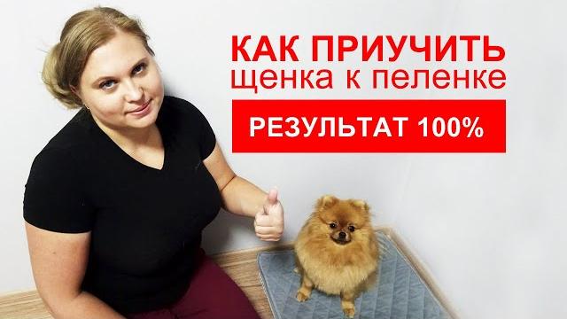 Топ 11 советов | Как приучить щенка к пеленке | 100% результат | Подробная инструкция Топ 11 советов | Как приучить щенка к пеленке | 100% результат | Подробная инструкция