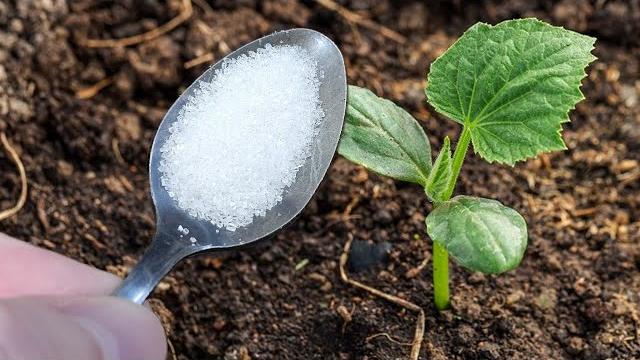 Первая очень важная подкормка огурцов! Сразу пойдут в рост и дадут большой урожай! Полейте этим Первая очень важная подкормка огурцов! Сразу пойдут в рост и дадут большой урожай! Полейте этим