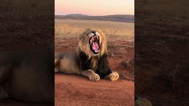 What Happens When You Get This Close To A Lion? What Happens When You Get This Close To A Lion?