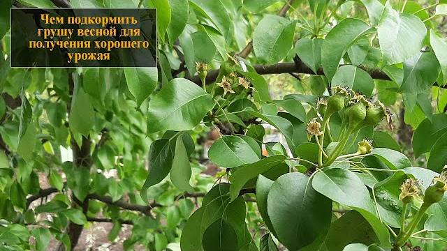 Чем подкормить грушу весной Чем подкормить грушу весной