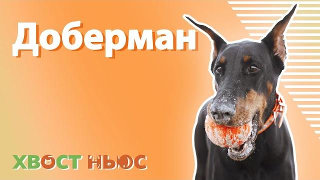 Все о породе доберман Все о породе доберман