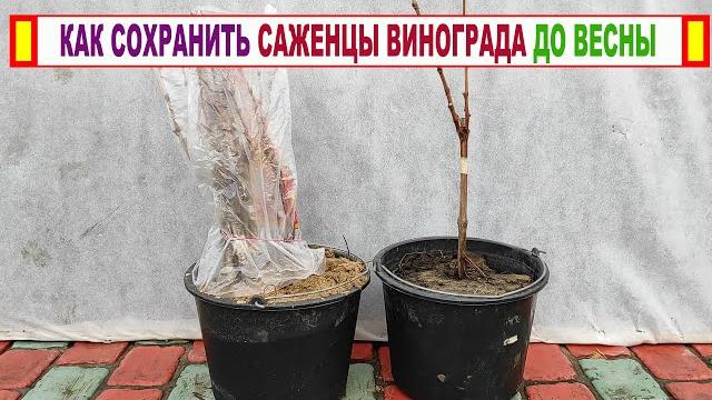 Как ПРАВИЛЬНО ХРАНИТЬ саженцы винограда ЗИМОЙ если НЕЛЬЗЯ высадить их на постоянное место ОСЕНЬЮ. Как ПРАВИЛЬНО ХРАНИТЬ саженцы винограда ЗИМОЙ если НЕЛЬЗЯ высадить их на постоянное место ОСЕНЬЮ.