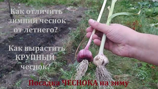 Посадка ЧЕСНОКА на зиму Посадка ЧЕСНОКА на зиму