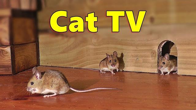 Cat TV ~ Mice in The Jerry Mouse Hole 8 HOURS Videos for Cats Cat TV ~ Mice in The Jerry Mouse Hole 8 HOURS Videos for Cats