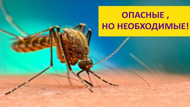 Комар - кошмар! Зачем нужны комары? Наталья Носова Комар - кошмар! Зачем нужны комары? Наталья Носова