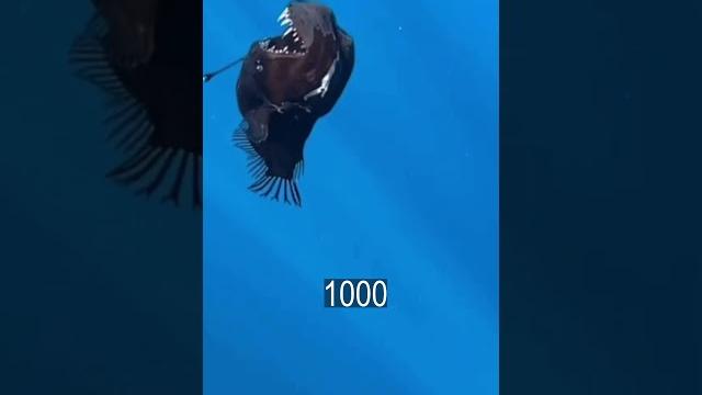Морской Черт Впервые Приплыл к Людям Морской Черт Впервые Приплыл к Людям