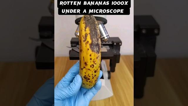rotten banana under a microscope #shortvideo #microscope #science #microscopy #microscopeworld rotten banana under a microscope #shortvideo #microscope #science #microscopy #microscopeworld