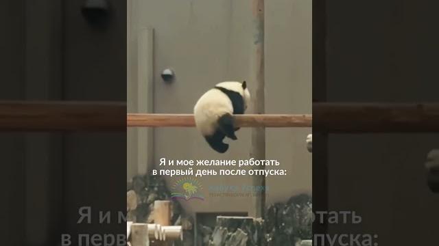 #отпуск #юмор #отдых #работа #панда #смешныевидео #смешныеживотные #горящиетуры #путешествия #туры #отпуск #юмор #отдых #работа #панда #смешныевидео #смешныеживотные #горящиетуры #путешествия #туры