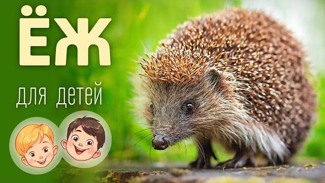 Еж. Видео про животных для детей 3+ Еж. Видео про животных для детей 3+