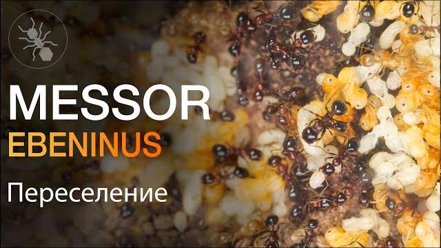 ПЕРЕСЕЛЕНИЕ ОГРОМНОЙ СЕМЬИ МУРАВЬËВ ЖНЕЦОВ ИЗ ИЗРАИЛЯ! Messor ebeninus - Большое Расширение! ПЕРЕСЕЛЕНИЕ ОГРОМНОЙ СЕМЬИ МУРАВЬËВ ЖНЕЦОВ ИЗ ИЗРАИЛЯ! Messor ebeninus - Большое Расширение!