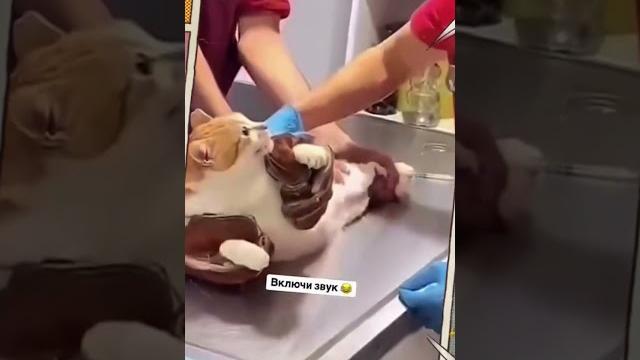 Кота будут кастрировать Кота будут кастрировать