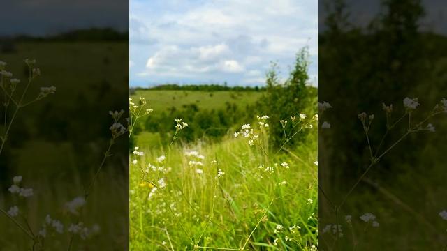 Красота природы в поле летом и пение птиц - видео для расслабления #релакс #медитация #природа Красота природы в поле летом и пение птиц - видео для расслабления #релакс #медитация #природа