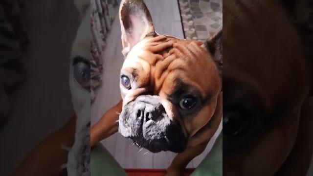 Французский бульдог и воздушные шарики #bulldog #прикол #villagelife #юмор #французскийбульдог Французский бульдог и воздушные шарики #bulldog #прикол #villagelife #юмор #французскийбульдог